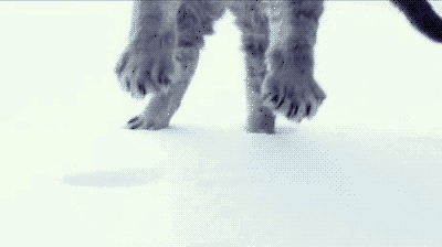 猫が雪に着地するシーンをスローモーションで オモジー 爆笑面白gif 画像