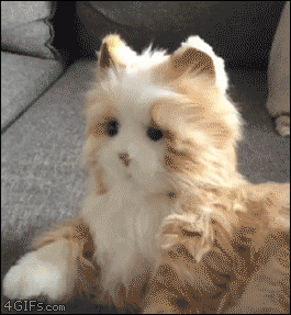 ぬいぐるみの猫を威嚇する猫ｗ オモジー 爆笑面白gif 画像