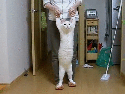 猫が二足歩行で歩くｗ オモジー 爆笑面白gif 画像