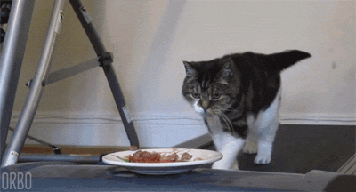 猫もご飯を食べるって大変なんだなーｗ オモジー 爆笑面白gif 画像