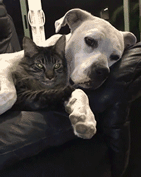犬と猫が仲良しになった オモジー 爆笑面白gif 画像
